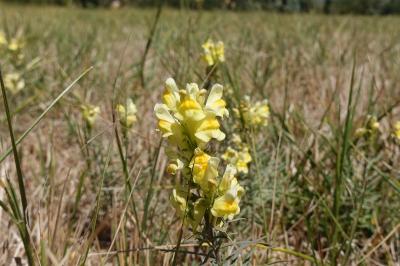 <i>Linaria vulgaris</i>
