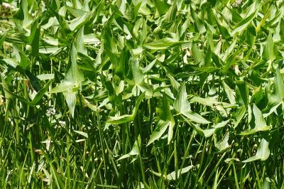 <i>Sagittaria sagittifolia</i>