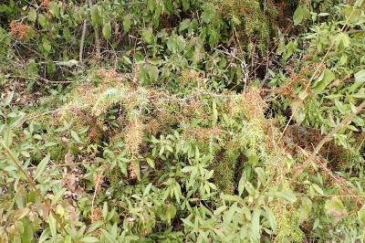 <i>Juniperus communis</i>