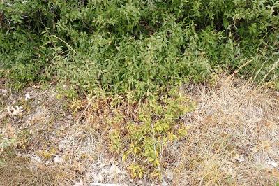 <i>Ligustrum vulgare</i>