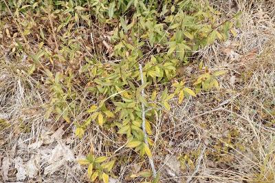 <i>Ligustrum vulgare</i>