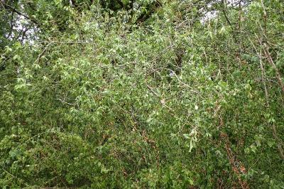 <i>Rhamnus cathartica</i>