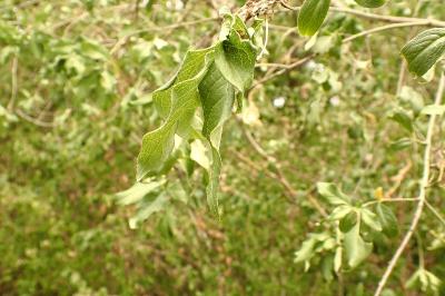 <i>Rhamnus cathartica</i>