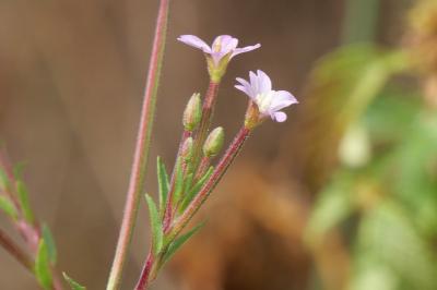 <i>Epilobium parviflorum</i>
