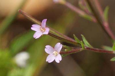 <i>Epilobium parviflorum</i>