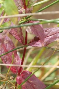 <i>Epilobium parviflorum</i>