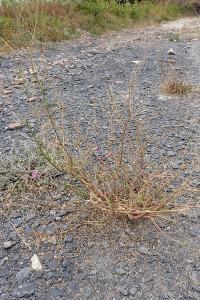 <i>Melilotus albus</i>