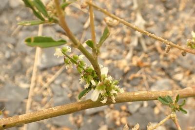 <i>Melilotus albus</i>