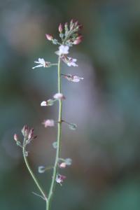 <i>Circaea lutetiana</i>