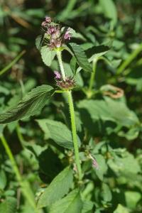 <i>Galeopsis tetrahit</i>
