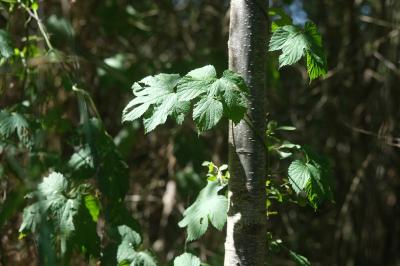 <i>Humulus lupulus</i>
