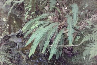 Struthiopteris spicant