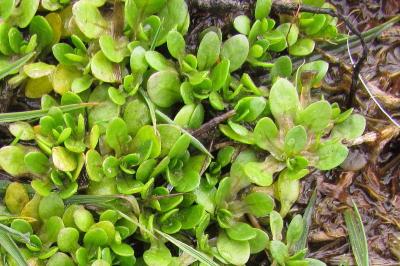 Montia fontana subsp. minor