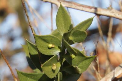 Ruscus aculeatus