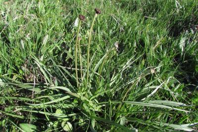 Scorzonera humilis