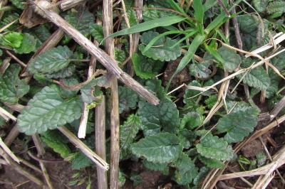 Betonica officinalis