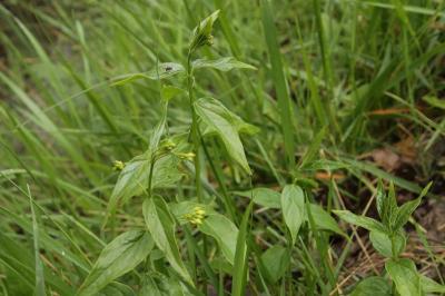 Vincetoxicum hirundinaria
