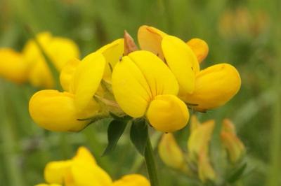 Lotus corniculatus