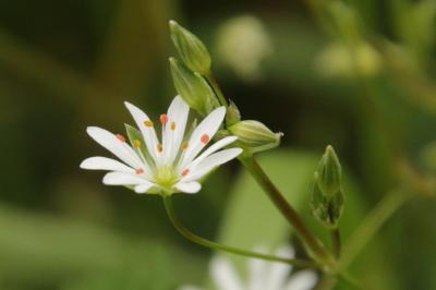 Stellaria graminea