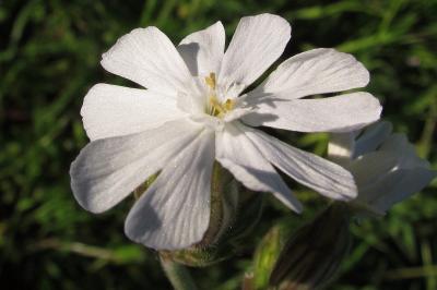 Silene latifolia