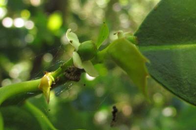Ilex aquifolium