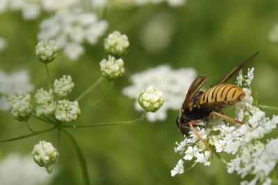 Chaerophyllum temulum