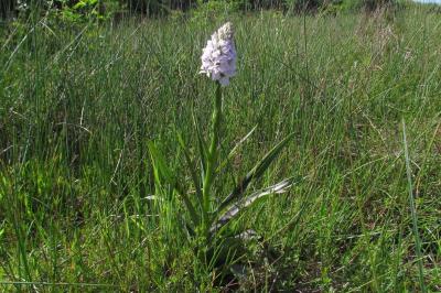 Dactylorhiza maculata