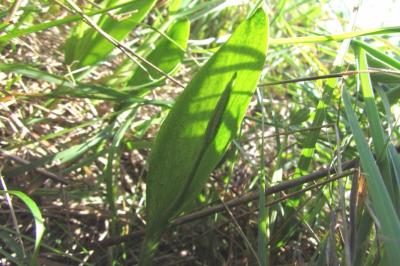 Ophioglossum vulgatum