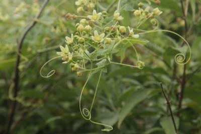 Bryonia dioica