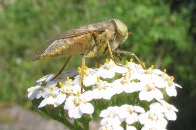 Achillea millefolium