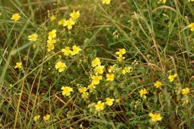 Helianthemum nummularium