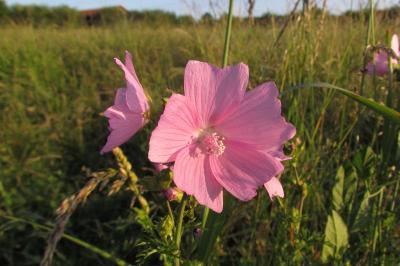 Malva moschata