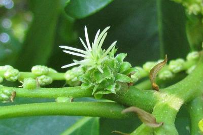 Castanea sativa