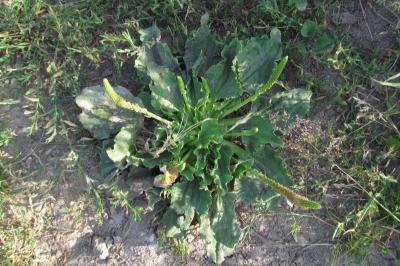 Plantago major subsp. major