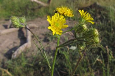 Crepis setosa