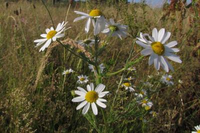Tripleurospermum inodorum