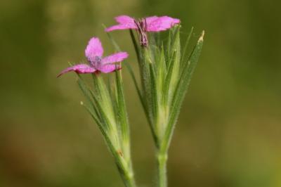 Dianthus armeria
