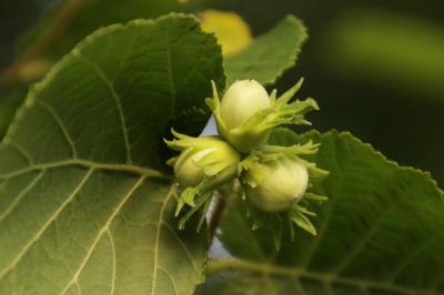 Corylus avellana