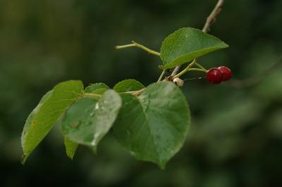 Prunus mahaleb