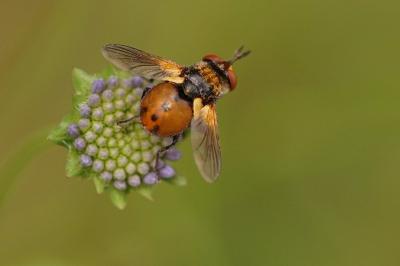 Knautia arvensis