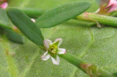 Polygonum aviculare