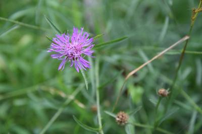 Centaurea jacea