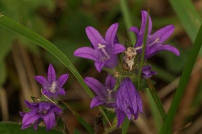 Campanula glomerata