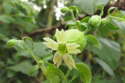 Silene baccifera