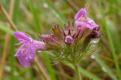 Clinopodium vulgare
