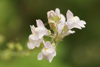 Linaria repens