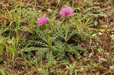 Cirsium acaulon