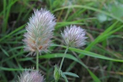 Trifolium arvense