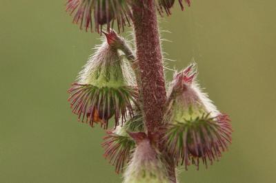 Agrimonia eupatoria