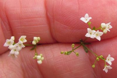 Galium uliginosum